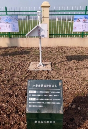 小麦条锈病监测